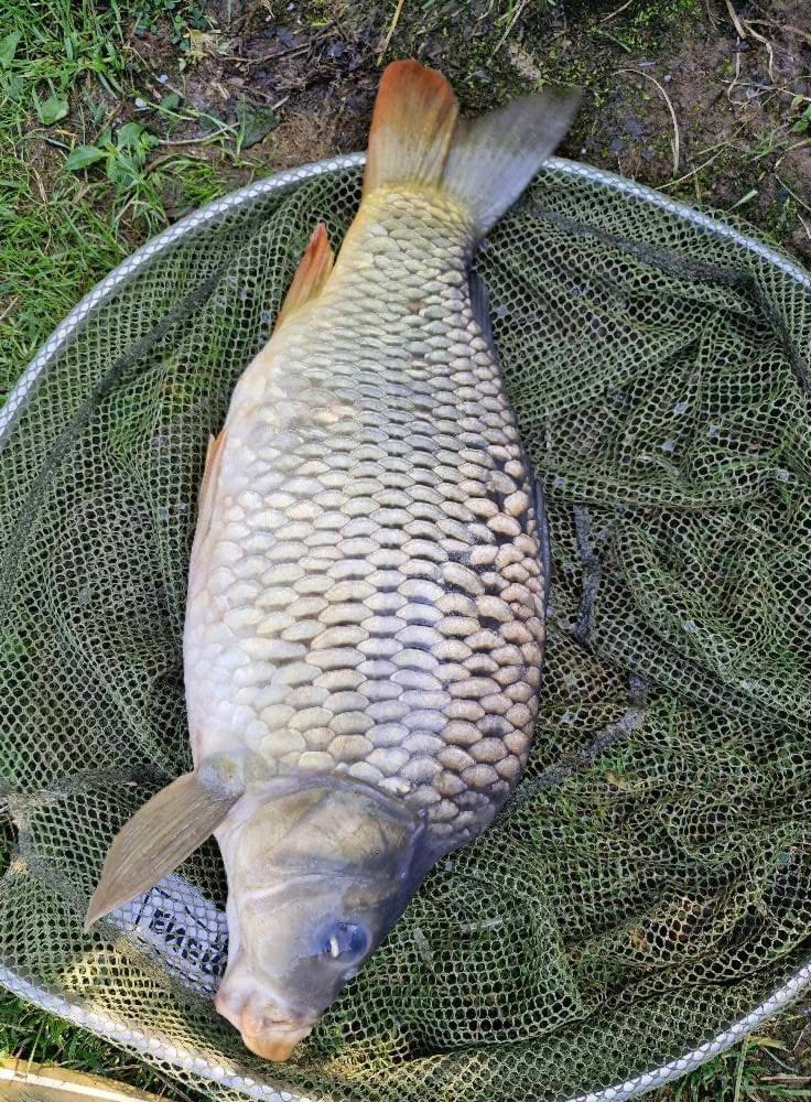 Affittacamere Poiana Bucovat
